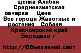 щенки Алабая (Среднеазиатская овчарка) › Цена ­ 15 000 - Все города Животные и растения » Собаки   . Красноярский край,Бородино г.